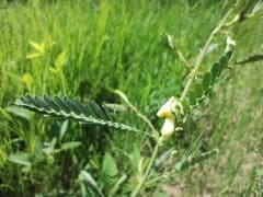 Even jointvetch (Aeschynomene evenia)