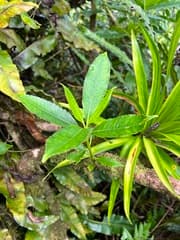 New Zealand jasmine (Ascarina diffusa)
