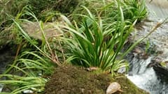 Japanese Sweet Flag (Acorus gramineus)