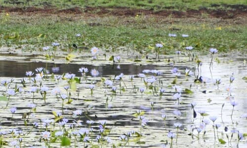 Blue Lotus (Nymphaea caerulea)