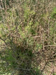 Scented Asparagus Fern (Asparagus suaveolens)