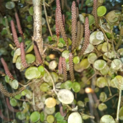 Trailing Jade (Peperomia rotundifolia)
