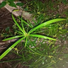 Spreading Flatsedge (Cyperus laxus)