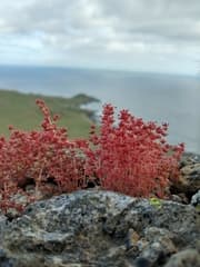 Whorled Crassula (Crassula connata)