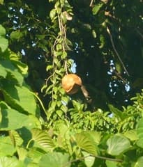 Alsomitra (Alsomitra macrocarpa)