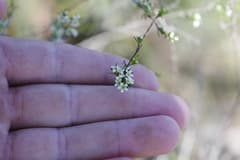 Chinese Rosemary (Baeckea frutescens)