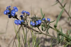Cape Forget-me-not (Anchusa capensis)