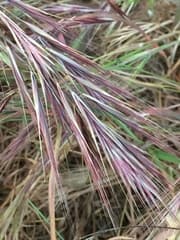 Broom Brome (Bromus scoparius)