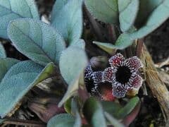 Brachystelma (Brachystelma)
