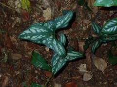African Lace Leaf (Cercestis)
