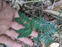 Abarema oppositifolia (Abarema oppositifolia)