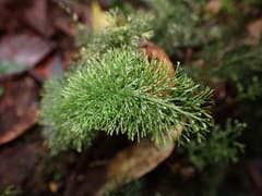 Feather fern (Abrodictyum pluma)