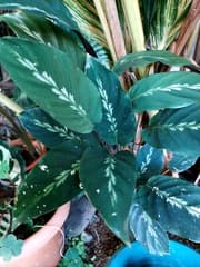 Goeppertia louisae (Calathea louisae)