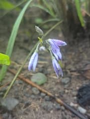 Blue Star Fern (Cyanastrum)