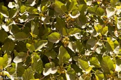 Wild Fig (Ficus palmata)