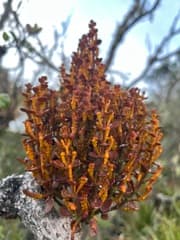 Mistletoe Fig (Dendrophthora)