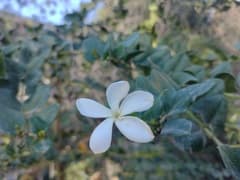Natal Plum (Carissa)