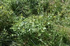 Dwarf Birch (Betula humilis)