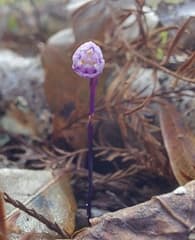 Ghost Orchid (Apteria)