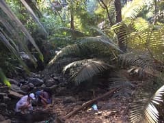 Sugar Palm (Arenga wightii)