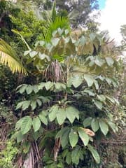 Morototoni (Didymopanax morototoni)