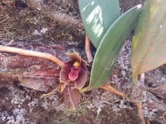 Dayanum Bulbophyllum (Bulbophyllum dayanum)