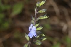 Late-flowering sage (Salvia serotina)