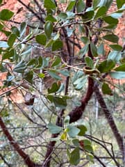 Mountain Wattle (Acacia monticola)