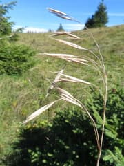 Pannonian brome (Bromus pannonicus)