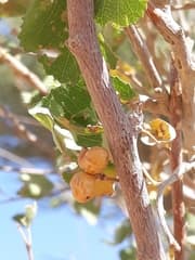 Grewia tenax (Grewia tenax)