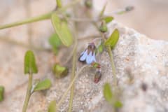 Smooth beeplant (Trichodesma laxiflorum)