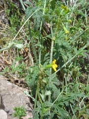 None known (Apodanthera mandonii)