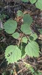 Japanese false nettle (Boehmeria japonica)