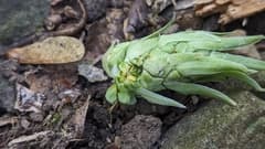 Spotted Ginger (Tupistra)