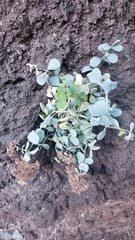 Pink Sand Verbena (Polycarpaea)