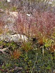 Mueller's bentgrass (Agrostis muelleriana)