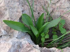 Little Arum (Biarum)