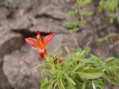 Thurber's Twistflower (Anisacanthus)