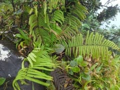 Bryophyte Tree Fern (Alsophila bryophila)