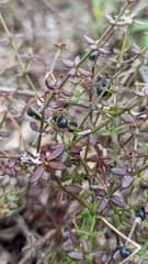 Rough bedstraw (Galium hispidulum)