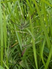 Kangaroo Grass (Themeda arguens)