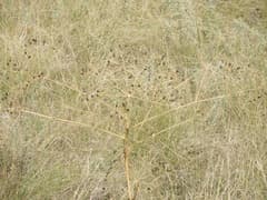 Eriosynaphe (Eriosynaphe)