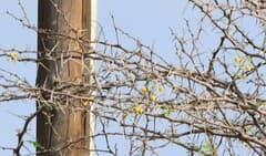Camel Thorn (Acacia erioloba)