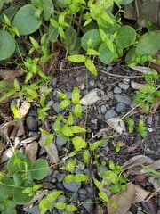 Bridal Creeper (Asparagus asparagoides)