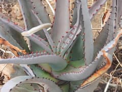 Madagascar Aloe (Aloe divaricata)