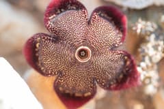 Persian Carpet Plant (Edithcolea)