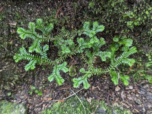 Spikemoss (Selaginella kraussiana)