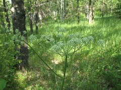 None (Aulacospermum)