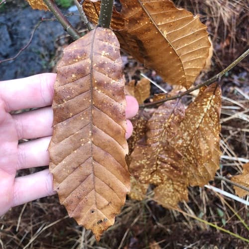 Chinese Chestnut (Castanea mollissima)