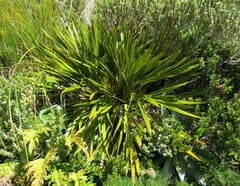 Horrid Speargrass (Aciphylla horrida)